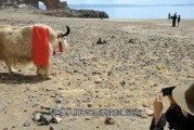 西藏抖音网红吃瓜,揭秘高原美食背后的故事